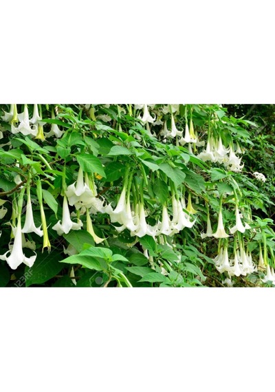 Angel Trumpet Çiçeği Tohumu Melek Borazanı Çiçeği Tohumu Eklm Seti 5 Adet Tohum+ Saksı + Toprak