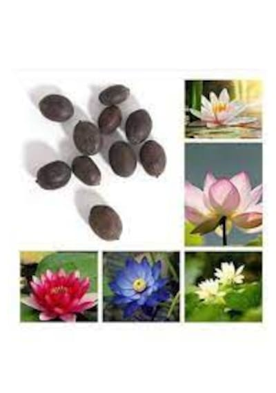 10 Adet Tohum Nadir Karışık Lotus Su Çiçeği Tohumu Nilüfer Çiçekl