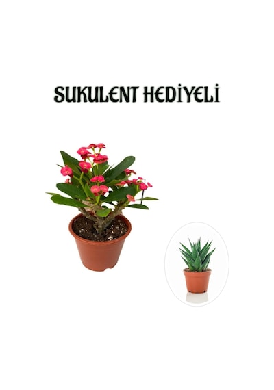Kırmızı Çiçekli Kaktüs Milli Dikenler Tacı Sevgililer Gününe Özel Sukulent Hediyeli