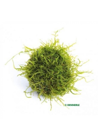 Y-moss "vantuzlu Topa Tutturulmuş Karides Yuvası / 47500
