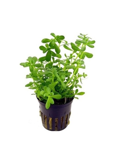 Bacopa Monnieri Saksı- Canlı Bitki Standart