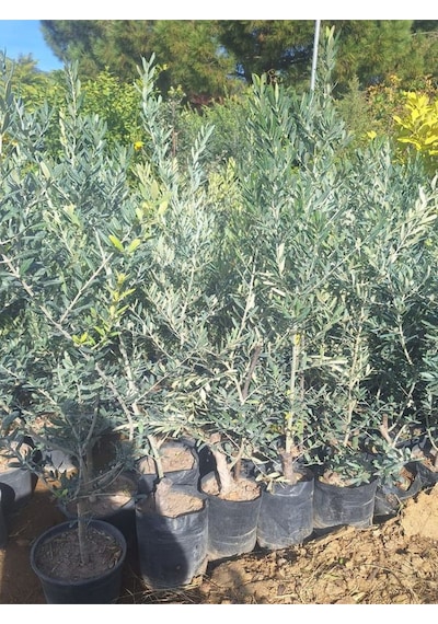 Trilya Zeytin Fidanı 1 Adet Tüplü 50-70cm Bol Verimli Sofralık Zeytin