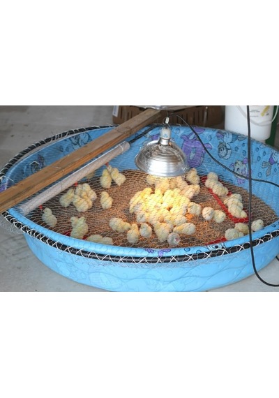 Tnyvet Şeffaf Renk/ınfrared Civciv, Buzağı, Kuzu Isıtıcı Lamba - Ampul 250 Watt