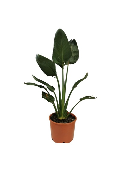 Orta Boy Starliçe Üretim Saksılı Strelitzia 50-70cm Salon Çiçeği