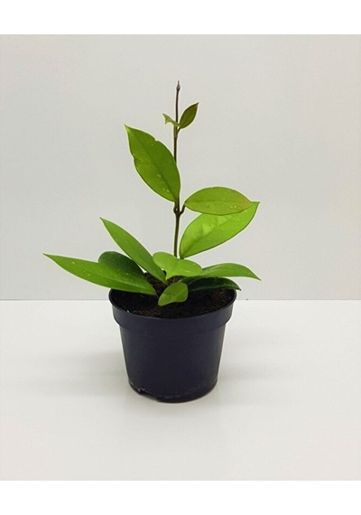 Thebestonline Mum Çiçeği Kırmızı Hoya Carnosa Kokulu 1.kalite 9 Cm Saksıda
