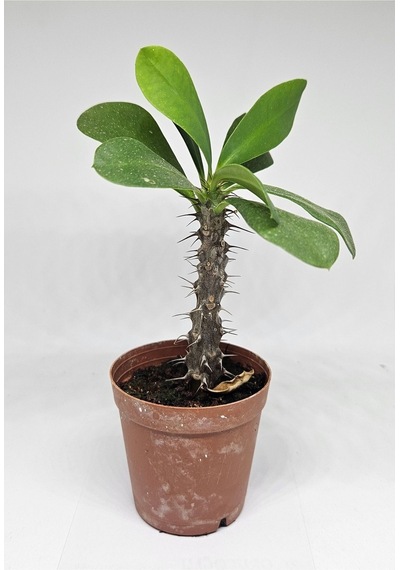 Euphorbia Milii Beyaz Çiçek Açan Kaktüs 5,5cm Saksılı-9087063374690