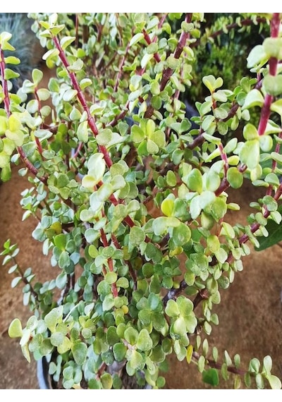 Videolu 1 Adet Para Çiçeği Fidanı 15-35cm Saksılı Money Plant
