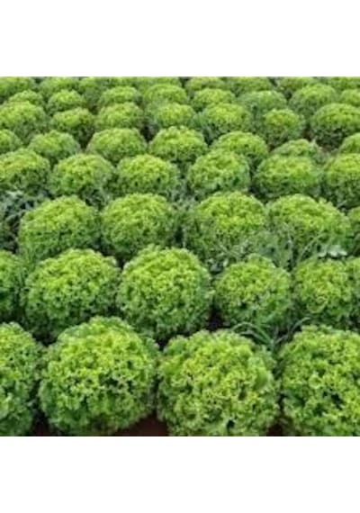150 Adet Tohum Kıvırcık Marul Tohumu Saksı Toprak Hediyemiz