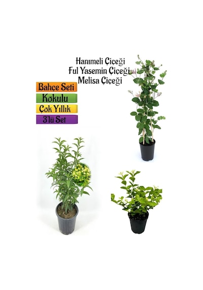 Kokulu Bahçe Seti Hanımeli Fidanı+melisa Çiçeği +ful Yasemin Fidanı 40-80cm