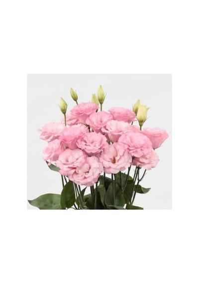 Pembe Katmerli Bodur Lisianthus Çiçeği Tohumu - 5 Adet
