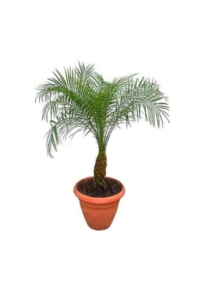 Cocos Palmiye Ağacı Tohumu Cocos Nucifera Hindistan Cevizi Ağacı Tohumu 3 Adet Tohum