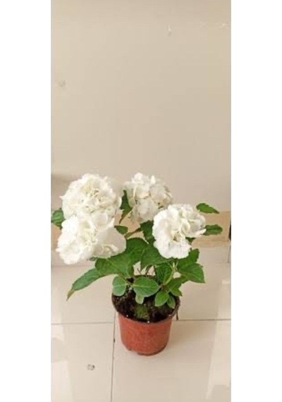 Beyaz Ortanca Saksılı Dolgun 34 Cm Boy Diğer