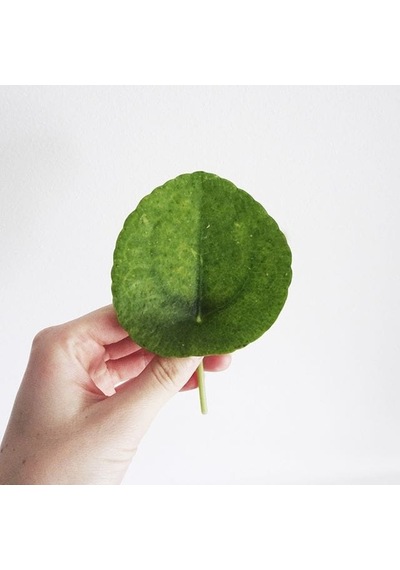 Pilea Peperomioides-çin Para Bitkisi