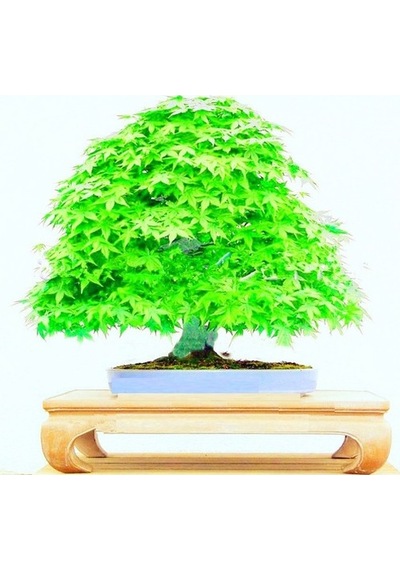 Japon Redwood Bonzai Ağacı Tohumu Ekim Seti 5 Tohum +Saksı+Toprak