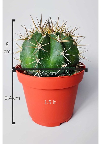 Şapkalı Kaktüs Melocactus Matanzanus 12 Cm Kırmızı Saksıda