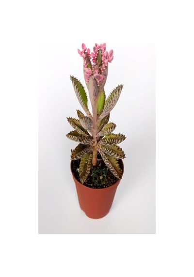 Videolu Pembe Aşkın Gözyaşı 1 Adet Saksılı 10-15cm Kaktüs Ve Sukulent Kalanchoe Daigremontiana