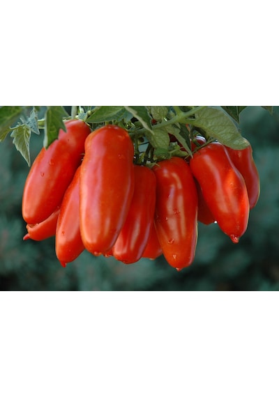 20+ İtalyan San Marzano Sosluk Domates Tohumu N114620