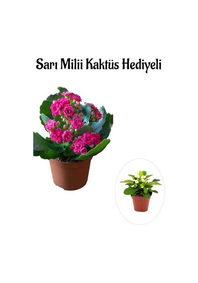 Kadınlar Gününe Özel Pembe Renk Kalanşo-emel Hanım Çiçeği Sarı Milii Hediyeli