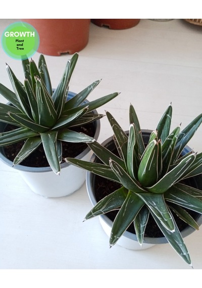 Agave Reginae-kraliçe Victoria Kaktüsü 1 Adet
