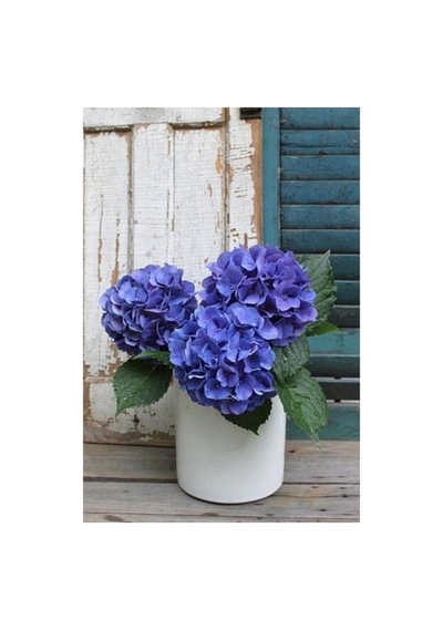 Hydrangea Mocnophylla Ortanca Çiçeği Fidanı Mavi 10-20 Cm