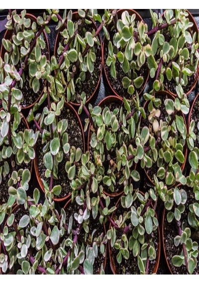 Serada Decor Plant Portulacaria Afra Variegata,fil Azığı Yeşim 5,5 Sukulent Saksısında Dolgun Formlu