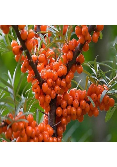 Tüplü Latince Hippophae Rhamnoides Yalancı Yabani İğde Fidanı
