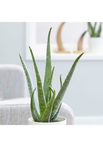 Çok Avantajlı Bol Yavrulu Aloe Vera Bitkisi 40-60 Cm