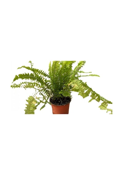 Aşk Merdiveni Çiçeği Fidanı 10-30 Cm