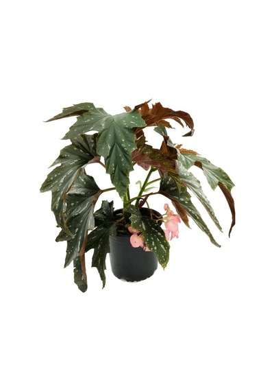 Pembe Çiçekli Çınar Begonya Çiçeği 1 Adet Saksılı 30-40cm