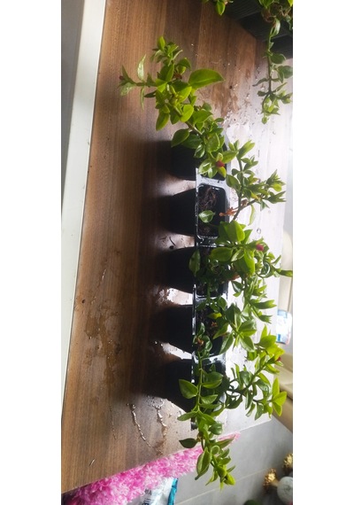 Buz Çiçeği Saksı Çiçeği Sarkıcı Yer Örtücü Güneş Seven Dayanıklı Çiçek Mezar Balkon Bahçe Çiçeği