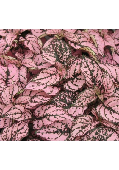 Pembe Yeşil Fittonia Hostes Çiçeği Çilli 10-20 Cm