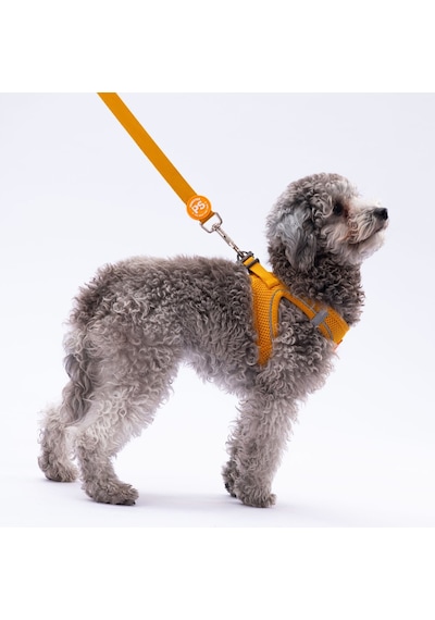 Pawstar L07 Gold Sevk Kayışı Altın