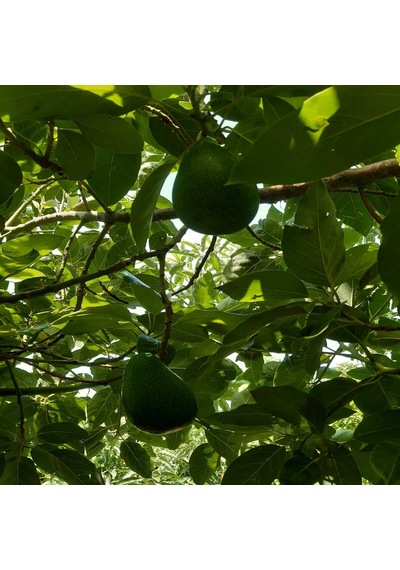 Avokado 10 Kg Anamur