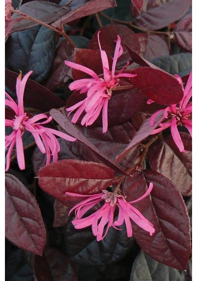 Rüya Çiçeği | Loropetalum Fidanı 15-20 cm