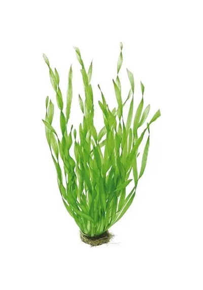Vallisnaria Asiatica Kıvırcık / Burgulu Saz No:110