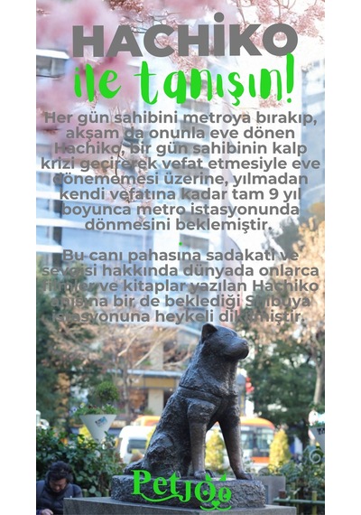 Petjoo 19.Hachiko Yeşil-Gri Qr'lı Köpek Künyesi