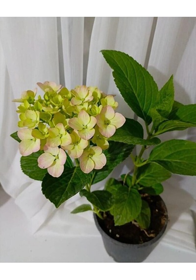 Ortanca Fidesi 40-60 Cm Buyuk Boy Karisik Renk Tek Adet