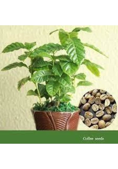 5 Adet Tohum Nadir Bulunan Kahve Ağacı Tohumu Kahve Ağaç Tohumu Saksı Toprak Hediyemiz