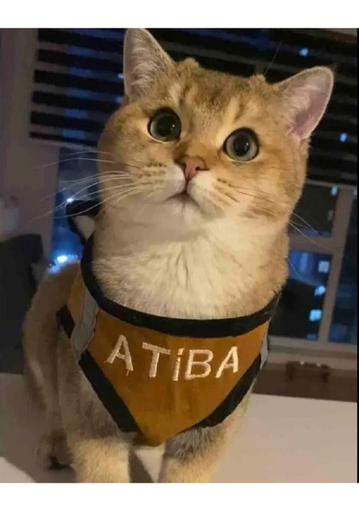 Kedi Köpek Göğüs Tasma Seti Isimli