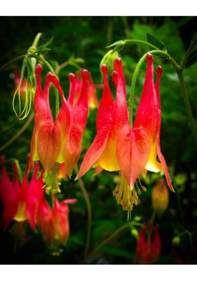 5 Adet Native Wild Columbine Tohumu