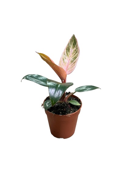 Philodendron Birkin 'pink'