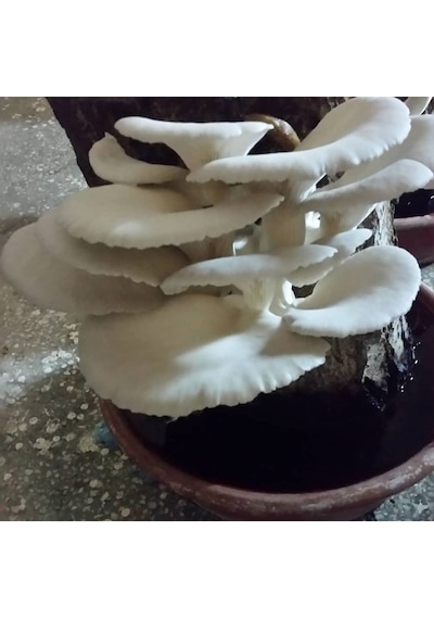 40 Kg İstiridye Mantarı Tohumu 1 adet