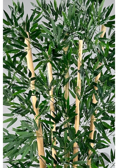 Zen Bambu Ağacı 240 Cm Beyaz Bone Saksıda