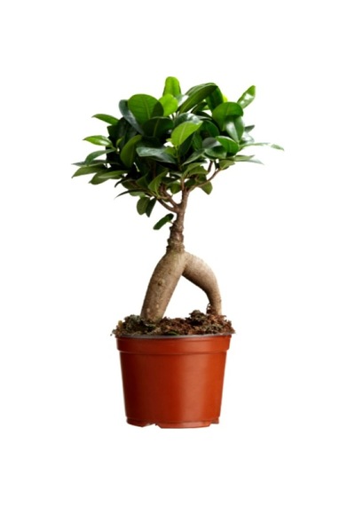 Ficus Ginseng Bonsai 5 Adet
