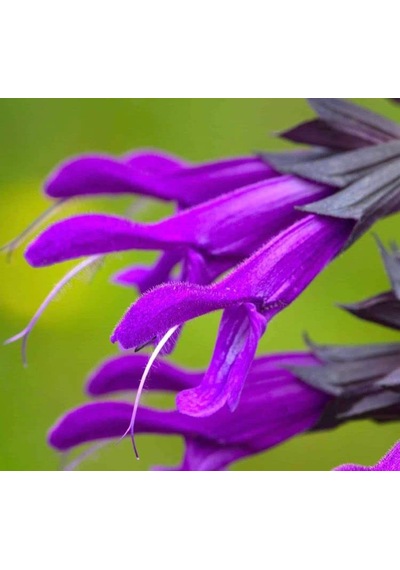 Mor Ateş Çiçeği - Salvia F1 Tohumu 30 Tohum
