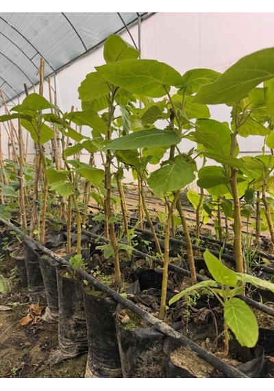 Tüplü 2 Yaş Tamarillo Domates Ağacı Fidanı 50-70 Cm