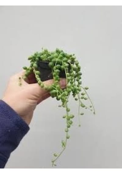Tespih Çiçeği Senecio Rowleyanus 5 Adet