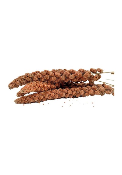 ANS Kuşlar İçin Kızıl Dal Darı 250 gr