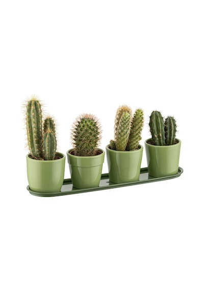 Kaktüs Saksı 4'lü Set Mint 0,12 4 Lt 295 65 65 Mm 57698069