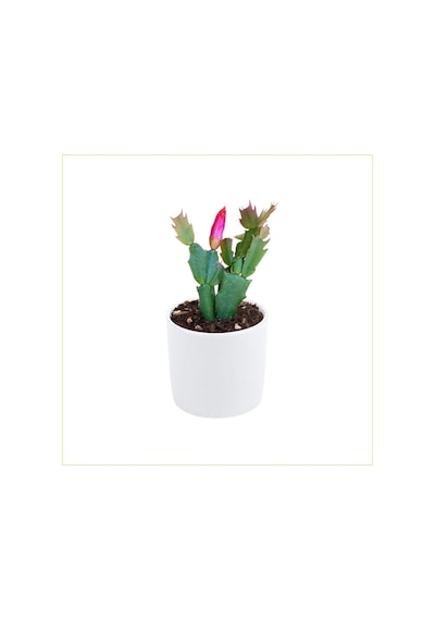 Yılbaşı Çiçeği Dekoratif Saksıda Schlumbergera